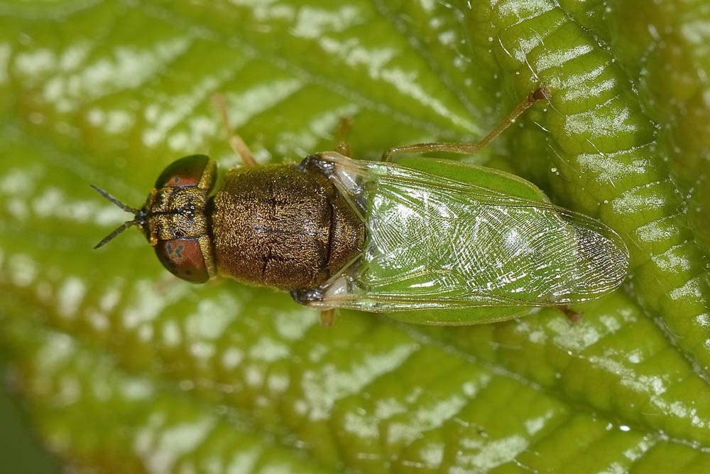 Stratiomydae da id.